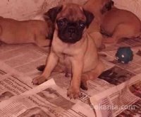 chiots carlin pure race age 2 mois