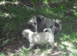 Chiots carlin pure race age 2 mois