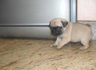 Chiots carlin pure race age 2 mois