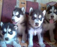 chiots husky pure race age 1 mois et 15 jours