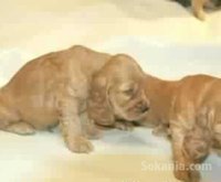 chiots cocker spaniel pure race age 2 mois
