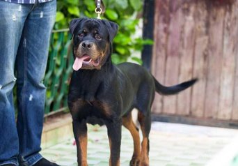 Rottweiler pedigree age 7 mois