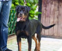 Rottweiler pedigree age 7 mois