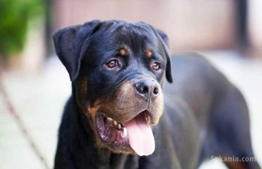 Rottweiler pedigree age 7 mois