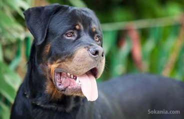 Rottweiler pedigree age 7 mois