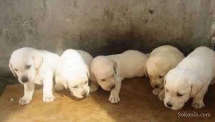 Chiots labrador pure race age 2 mois