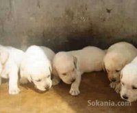 Chiots labrador pure race age 2 mois