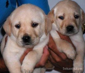 Chiots labrador pure race age 2 mois