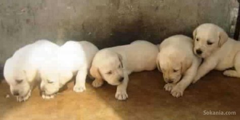 Chiots labrador pure race age 2 mois