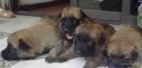 Chiots berger belge malinois pedigree age 2 mois