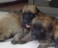 chiots berger belge malinois pedigree age 2 mois
