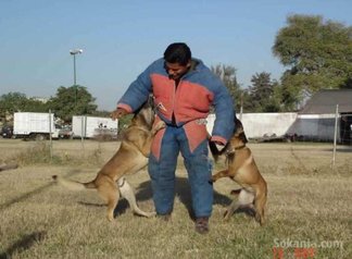 Chiots berger belge malinois pedigree age 2 mois