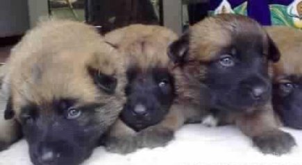 Chiots berger belge malinois pedigree age 2 mois