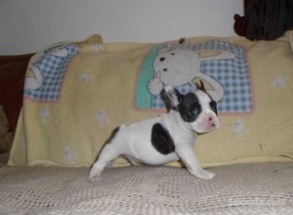 Chiots bulldog francais pure race age 2 mois