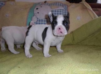 Chiots bulldog francais pure race age 2 mois