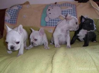 Chiots bulldog francais pure race age 2 mois