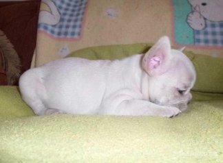 Chiots bulldog francais pure race age 2 mois