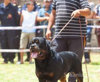 chiots rottwiler pedigree lignée de champions