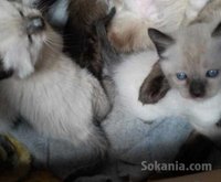 Chatons siamois pure race age 3 mois