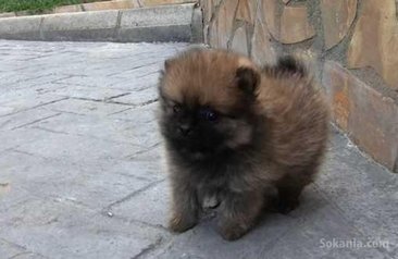 Chiots spitz miniatur pure race age 2 mois