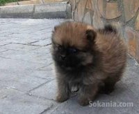 Chiots spitz miniatur pure race age 2 mois