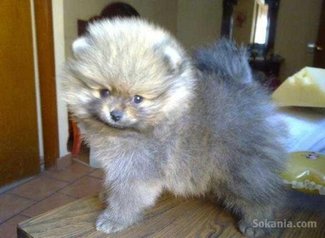 Chiots spitz miniatur pure race age 2 mois