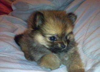 Chiots spitz miniatur pure race age 2 mois