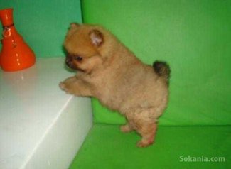 Chiots spitz miniatur pure race age 2 mois