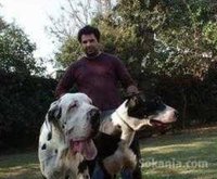 chiots dog allemand pure race age 2 mois