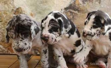 Chiots dog allemand pure race age 2 mois