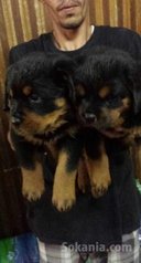 Chiots rottwiler pedigree lignée de champions