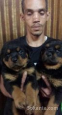 Chiots rottwiler pedigree lignée de champions