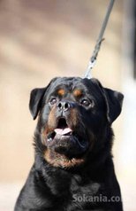 Chiots rottwiler pedigree lignée de champions
