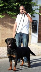 Chiots rottwiler pedigree lignée de champions