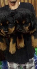 Chiots rottwiler pedigree lignée de champions