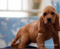chiots cocker spaniel pure race age 2 mois
