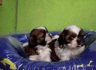 Chiots shih-tzu pure race age 2 mois