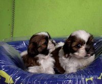 chiots shih-tzu pure race age 2 mois