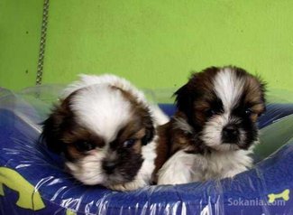 Chiots shih-tzu pure race age 2 mois