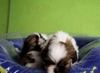 Chiots shih-tzu pure race age 2 mois