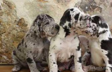 Chiots DOG ALLEMAND pure race age 2 mois