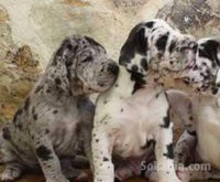 chiots DOG ALLEMAND pure race age 2 mois