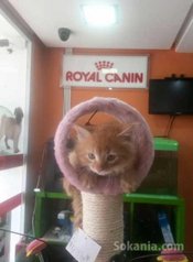 Chatons norvegien pure race age 3 mois