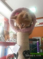 Chatons norvegien pure race age 3 mois
