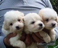 chiots bichon maltais pure race age 2 mois