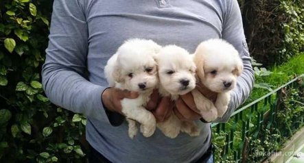 Chiots bichon maltais pure race age 2 mois
