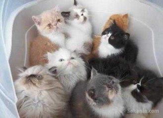 Chaton persan pure race age 2 mois