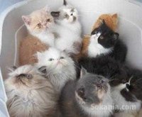 chaton persan pure race age 2 mois