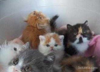 Chaton persan pure race age 2 mois