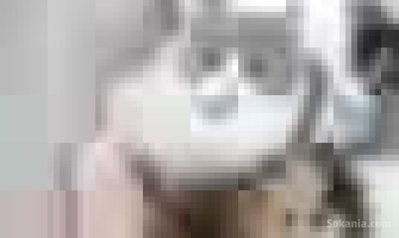 Chaton persan pure race age 2 mois